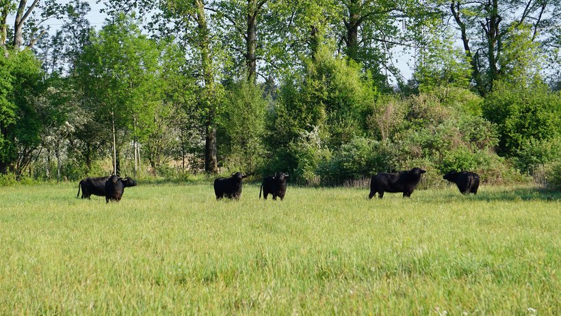 Wasserbüffel im Naturschutzgebiet Bruchgraben