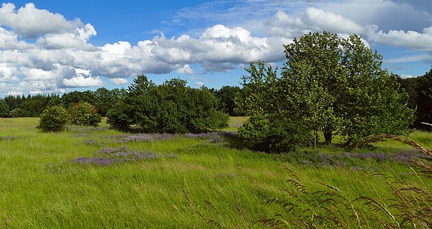 Wiesen und Gehölzgruppen im Naturschutzgebiet Brachenleite