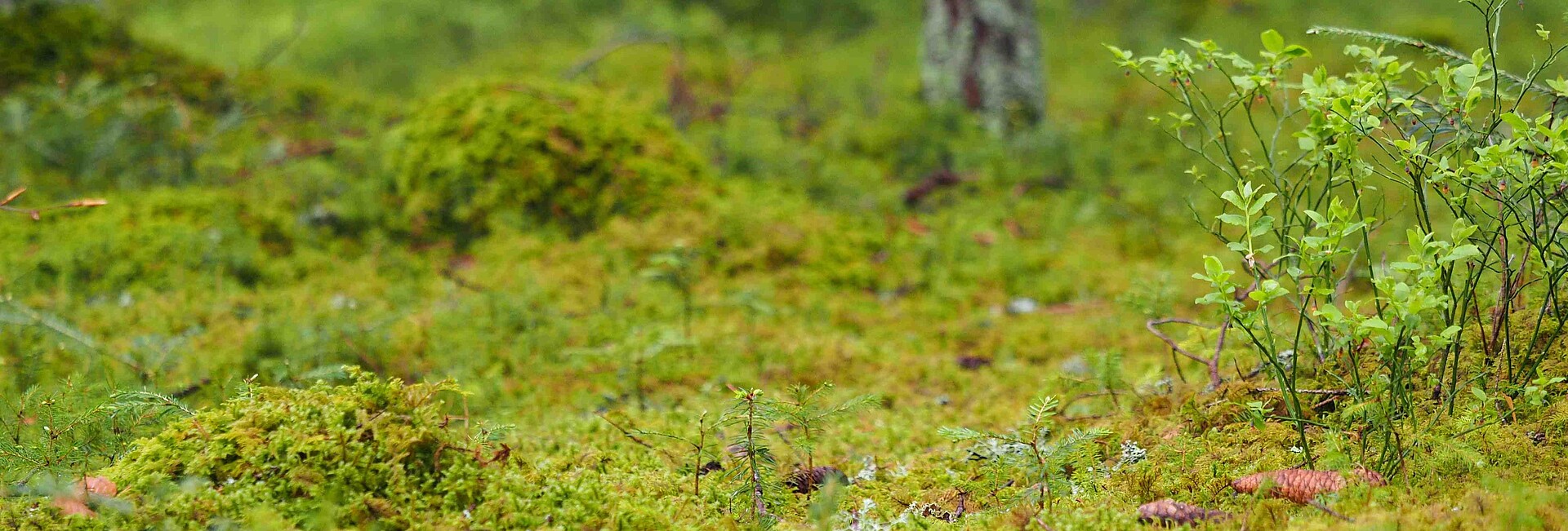 Moos- und Krautbewuchs auf Waldboden
