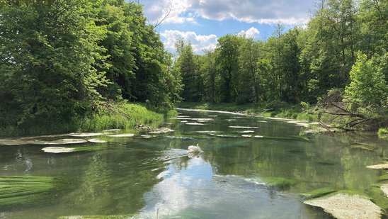 Bild zeigt Renaturierung der Brenz