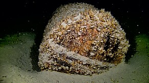 Verlorene Ladung am Seegrund: Ein intaktes Holzfass mit Deckel in den Tiefen des Bodensees, bewachsen von Dreissena rostriforma bugensis 