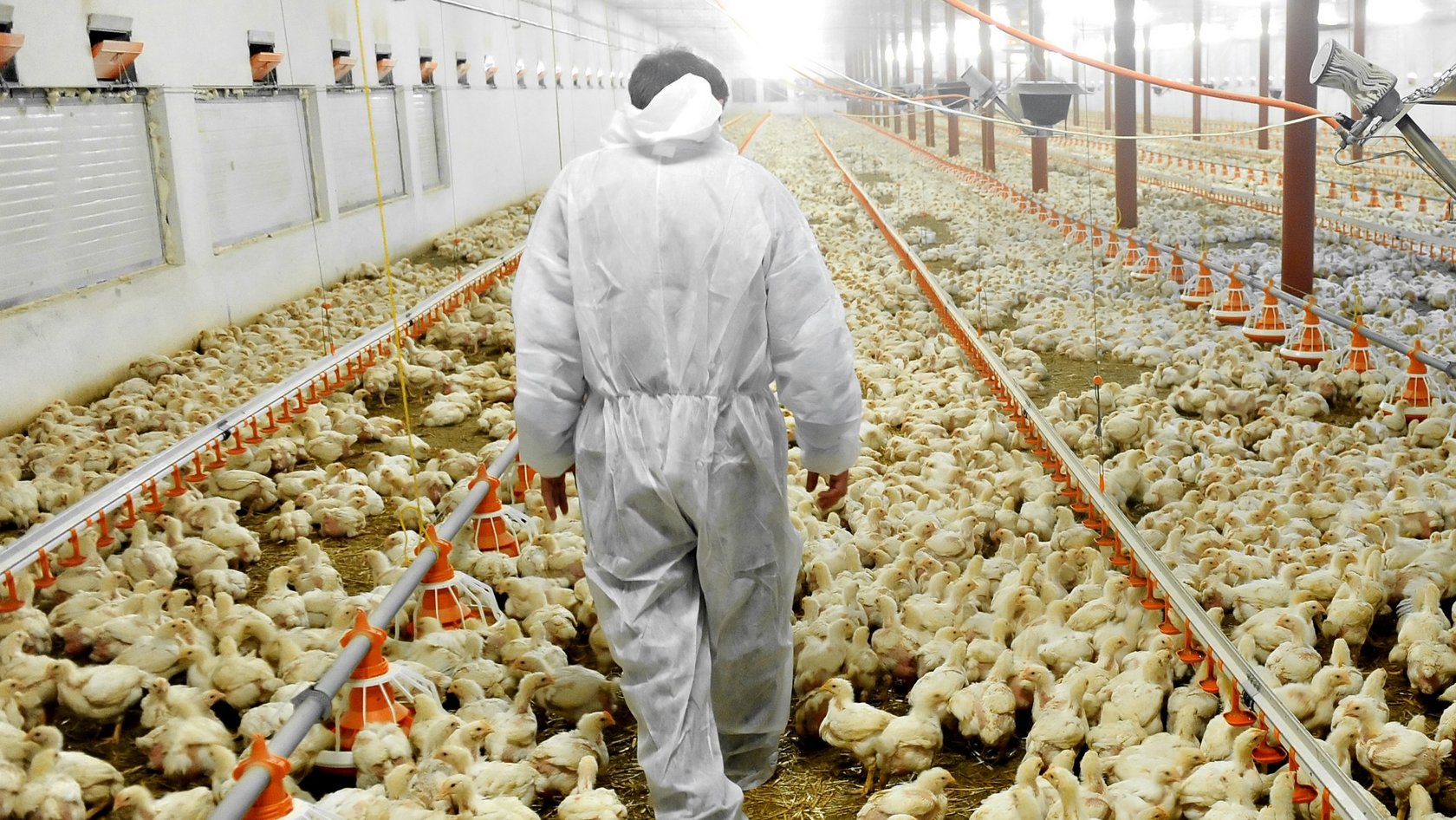 Veterinär kontrolliert den Tierbestand