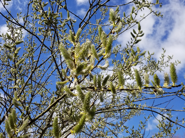 Eine weiblich Salweide vor blauem Himmel