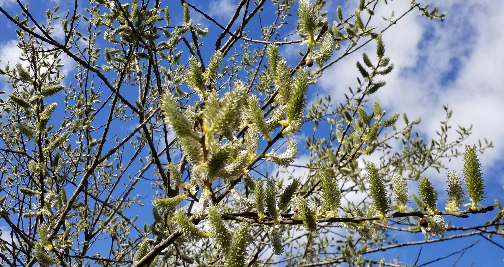 Eine weiblich Salweide vor blauem Himmel