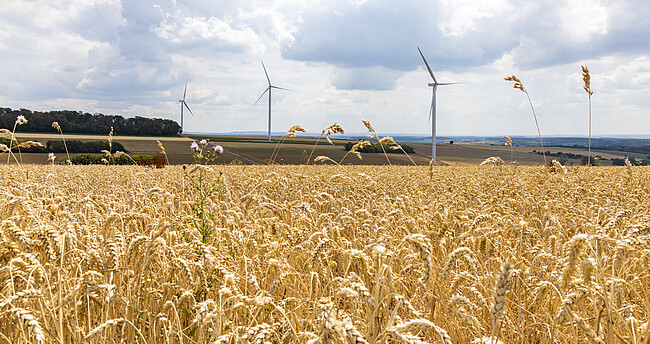 Windkraft mit Unternutzung Getreidefeld