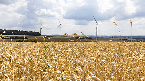 Windkraft mit Unternutzung Getreidefeld