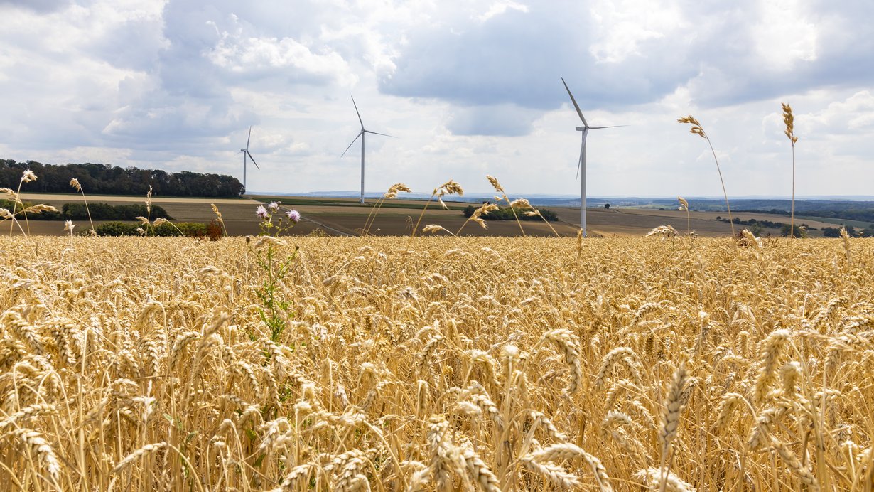 Windkraft mit Unternutzung Getreidefeld