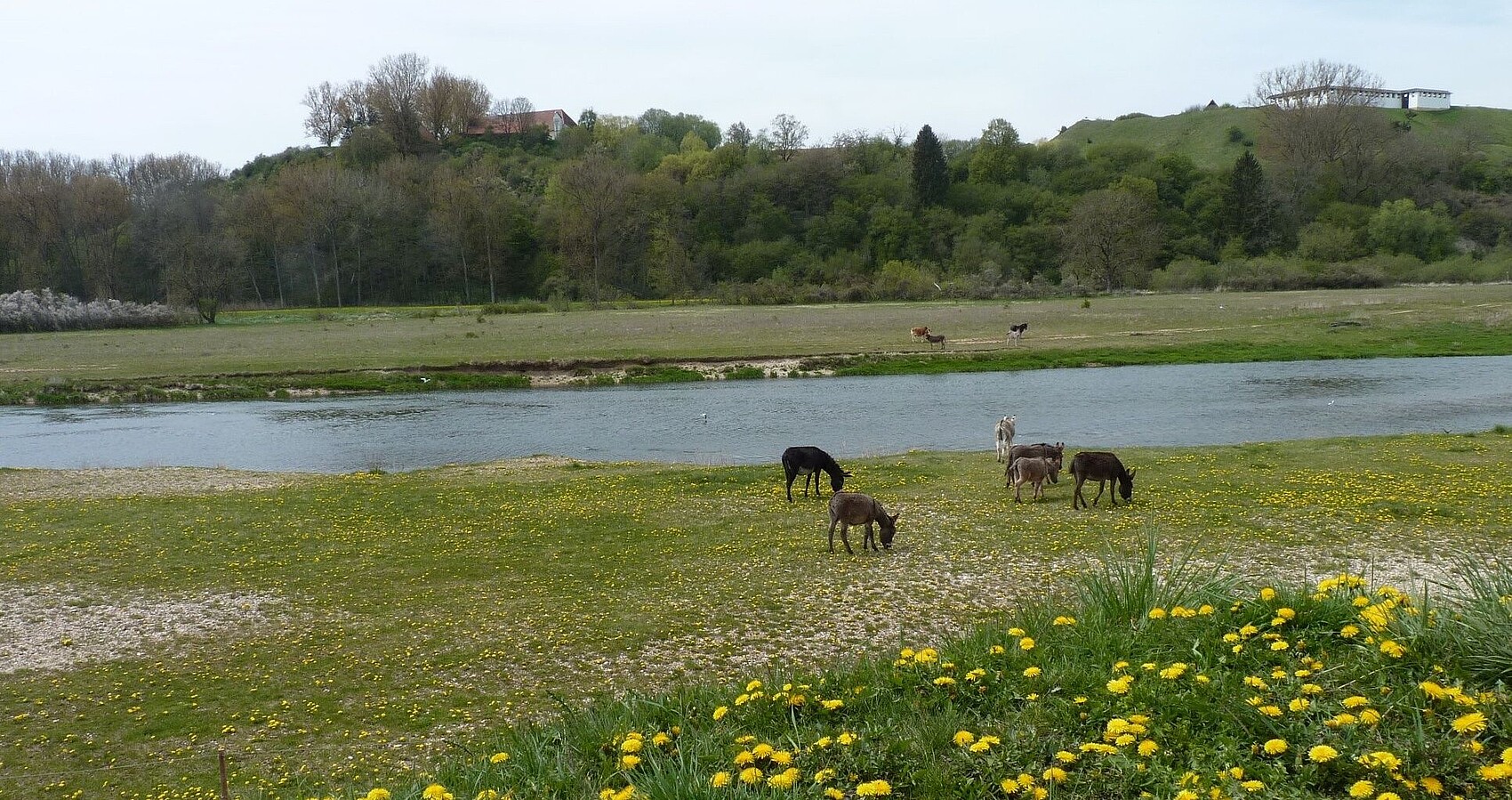 Man sieht mehrer Esel auf einer Weide links und rechts der Donau