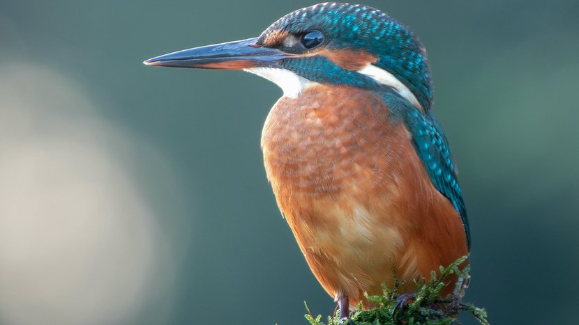 Ein Eisvogel an der Donau