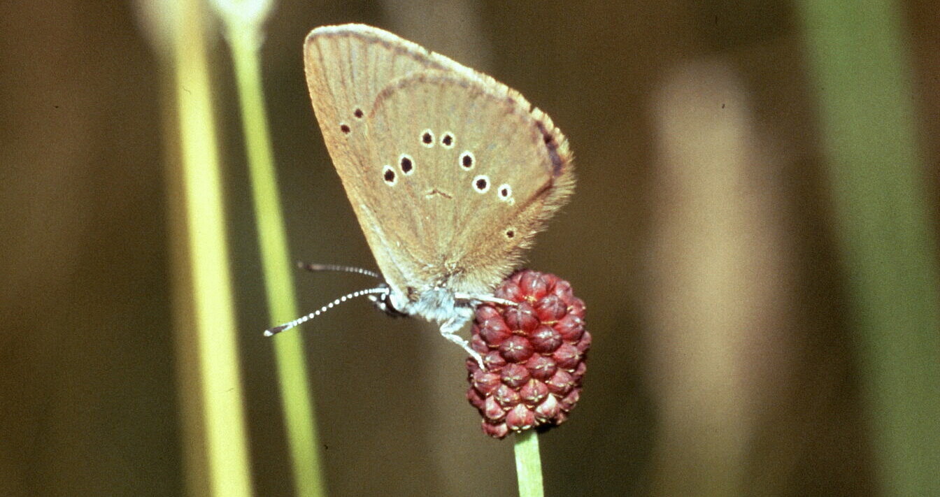  Ein Schmetterling sitzt auf einer Blüte
