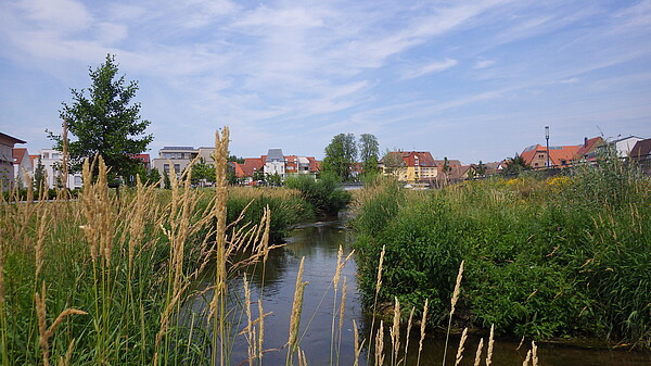 Am Ufer wachsen verschiedene Gräser, Kräuter und Gehölze. Im Hintergrund ist die Fuß- und Radwegbrücke zu erahnen.