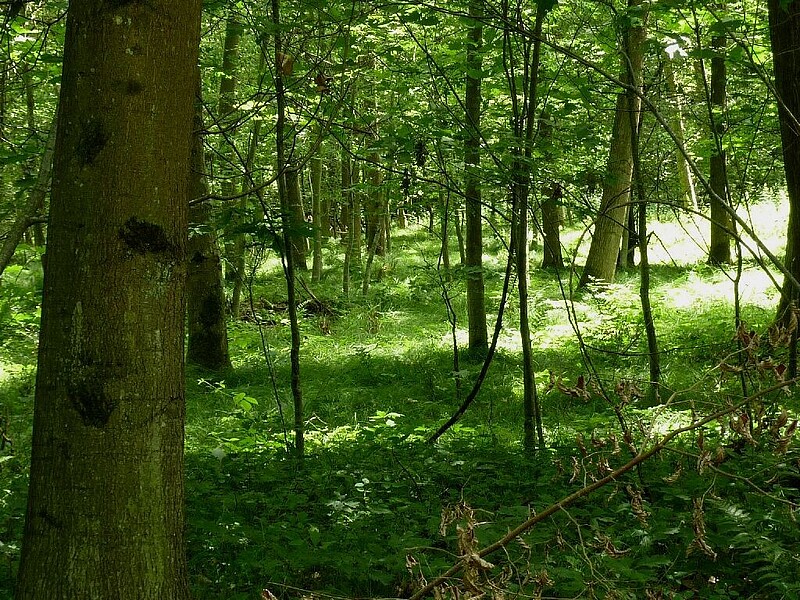 Waldbereich Gottswald