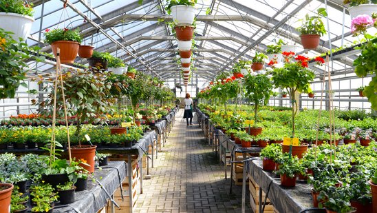 Blick in einen Zierpflanzenbaubetrieb