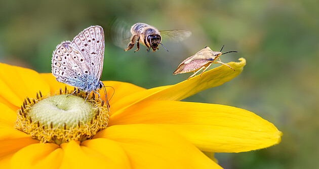 Schmetterling und Biene auf einer gelben Rudbeckia
