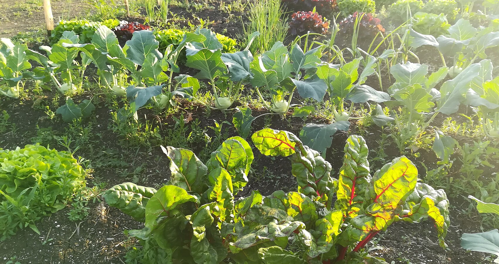 Nutzgartenwerkstatt am Biosphärenzentrum; das Bild zeigt angebautes Gemüse zum Beispiel Mangold Kohlrabi und verschiedene Salat