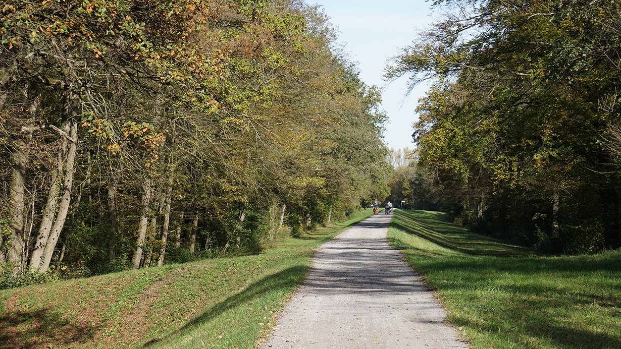 Blick Richtung Norden auf den RHWD XXY mit Dammkronenweg, links die sogenannte Wasserseite des Dammes (zum Rhein hin) und rechts die sogenannte Binnenseite (spätere Polderfläche), der Dammkronenweg ist Teil des PAMINA-Radweges.