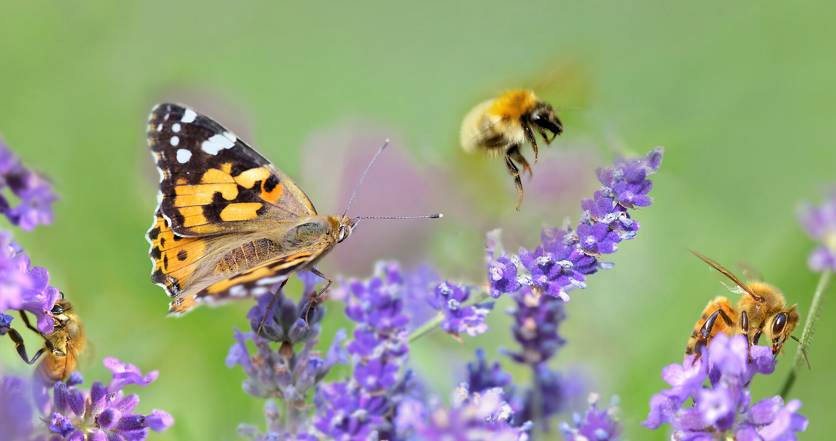 Schmetterling und zwei Bienen auf lilafarbenen Blüten