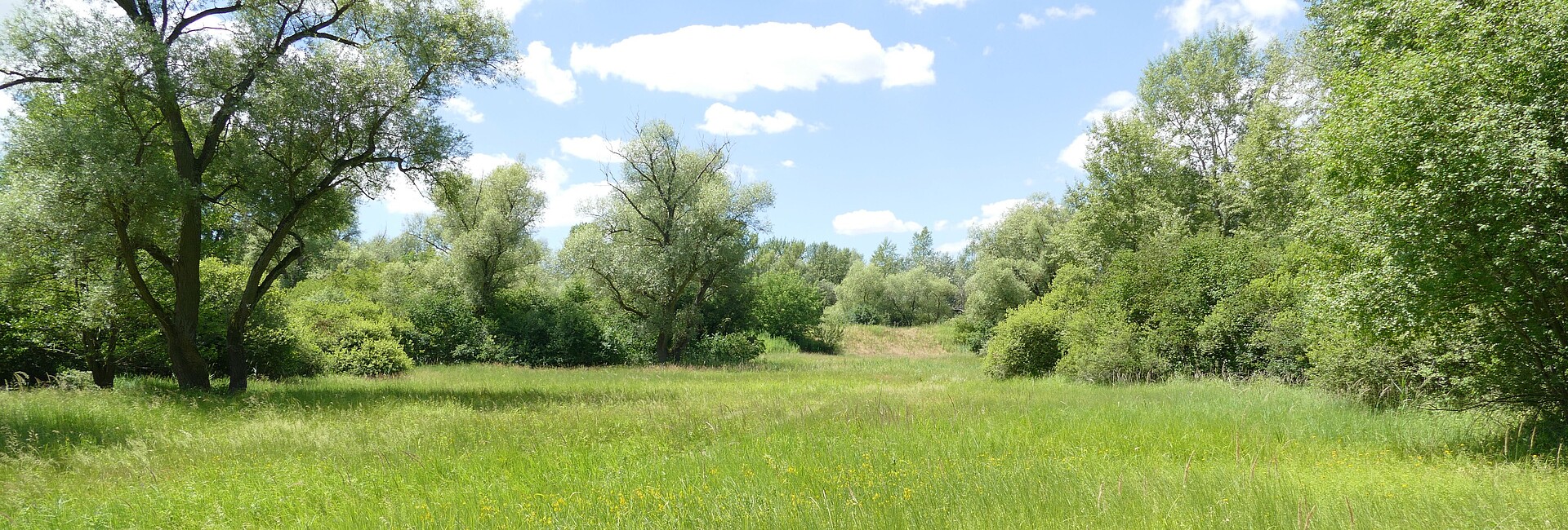 Feuchtwiesen auf Niedermooren im Naturschutzgebiet Schwetzinger Wiese - Riedwiesen