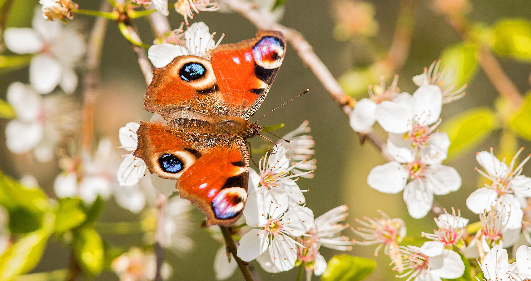 Schmetterlin sitzt auf Blüte