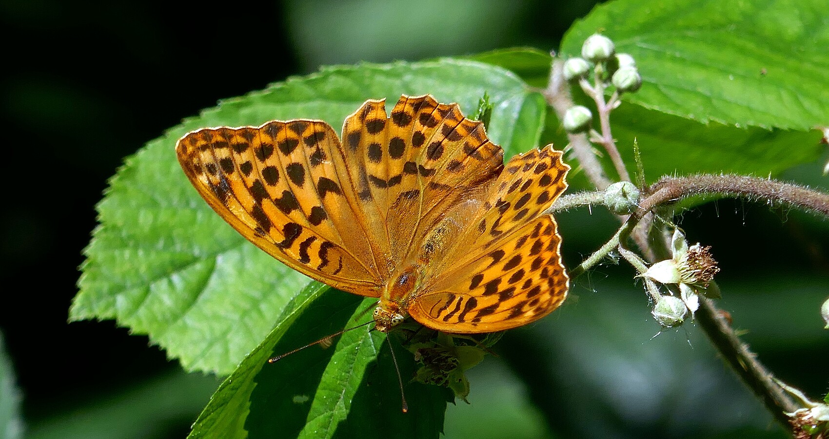 Ein Exemplar der Schmetterlingsart "Kaisermantel"