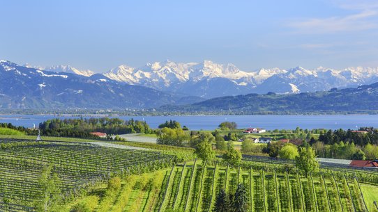 Blick auf den Bodensee und die Schweizer Alpen