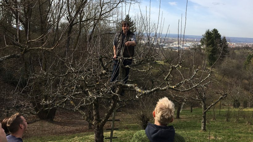Schnitt eines Streuobstbaumes