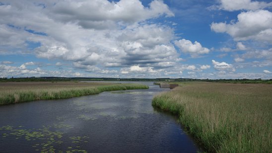 Blick auf den Federsee