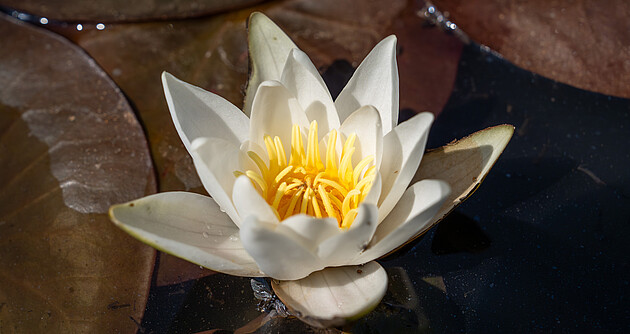 Eine Blüte der Glänzenden Seerose