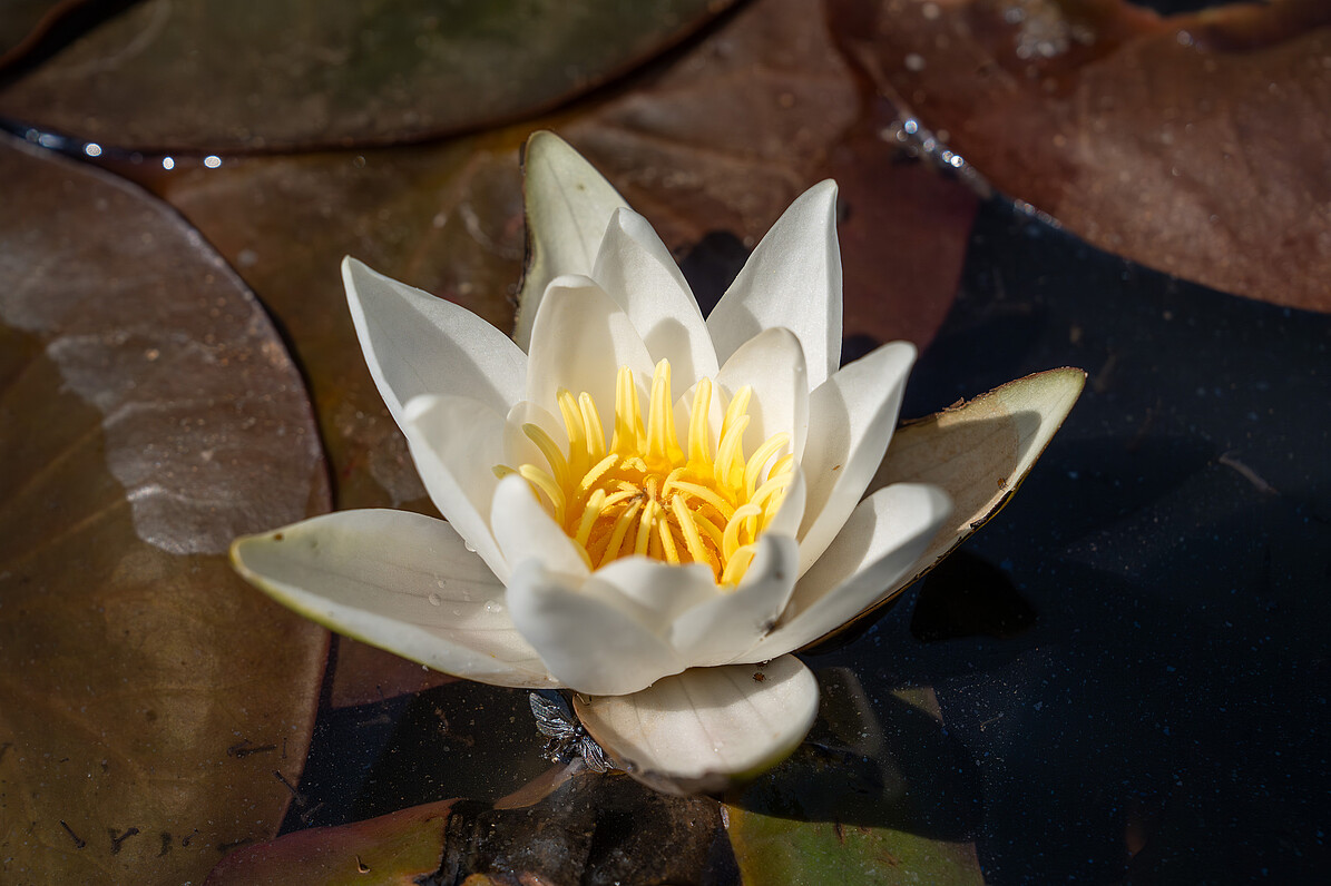 Eine Blüte der Glänzenden Seerose