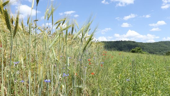 Ein Ackerstreifen mit blühenden Pflanzen