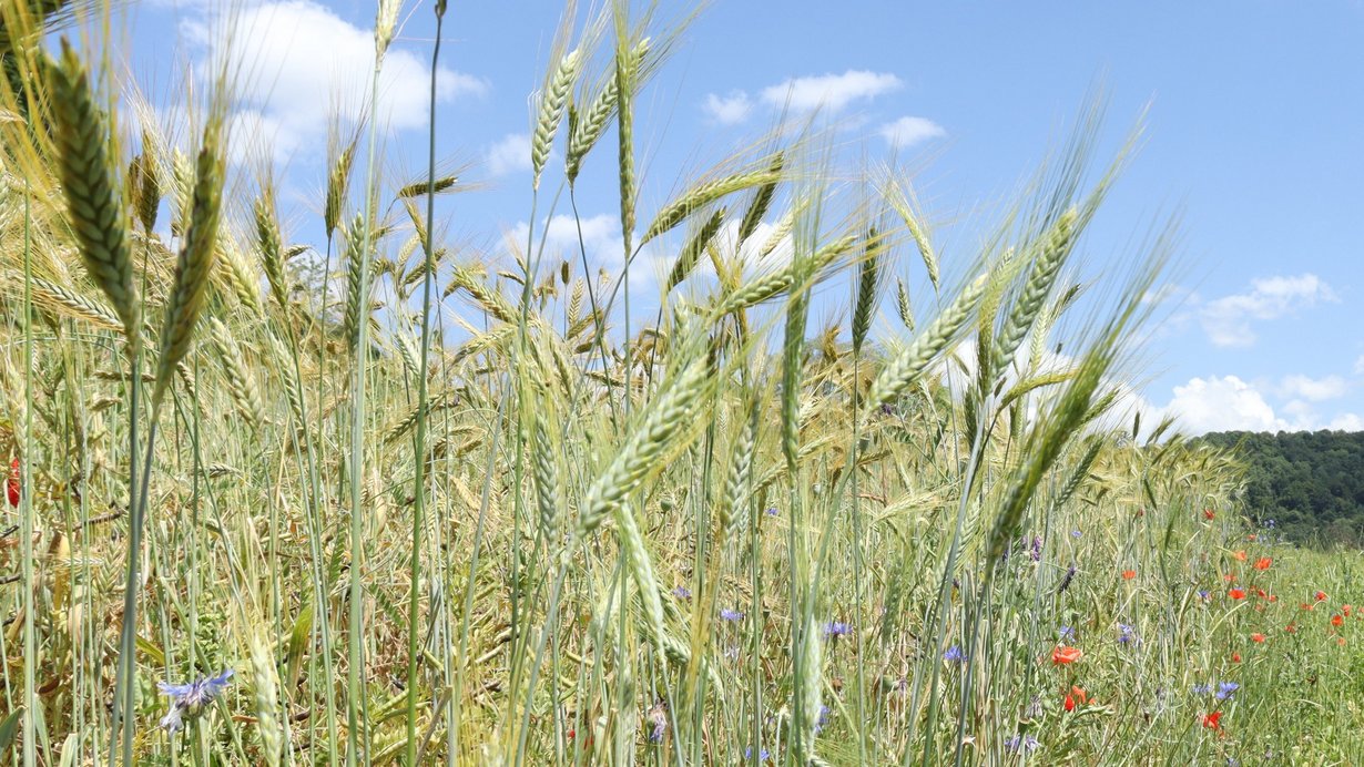 Ein Ackerstreifen mit blühenden Pflanzen