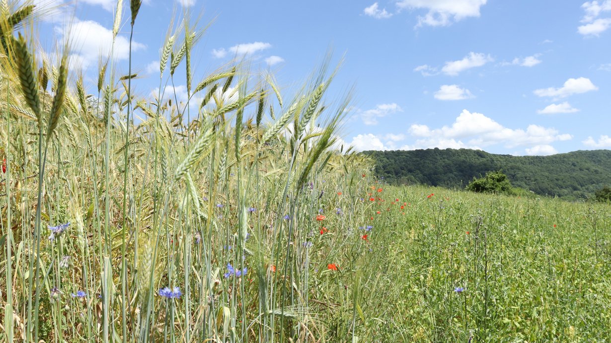 Ein Ackerstreifen mit blühenden Pflanzen