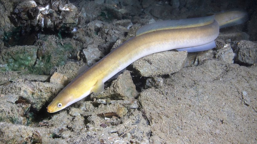 Ein Aal schwimmt im Gewässer