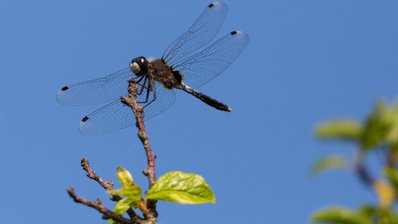 Libelle auf Ast sitzend