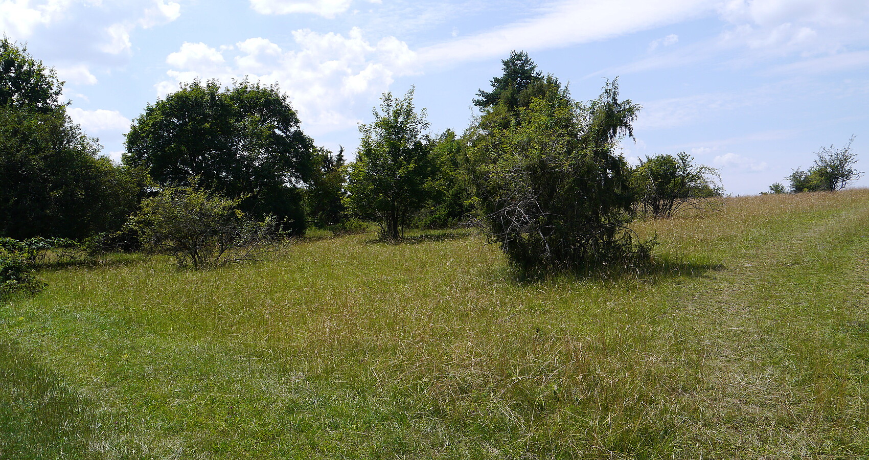 Die Heideflächen im Naturschutzgebiet Venusberg
