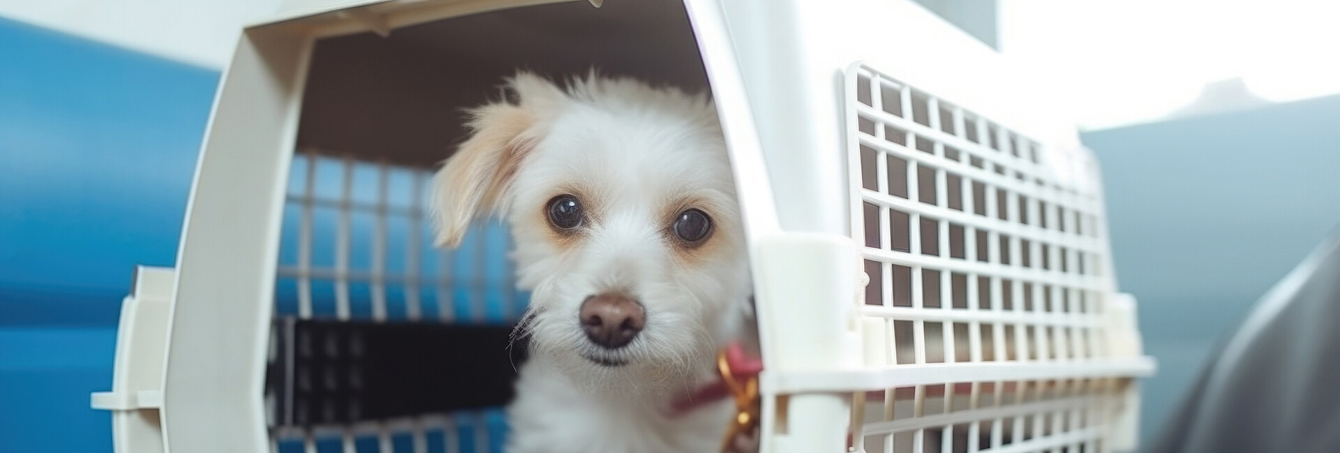 Weißer Hund in Hund in Transportbox