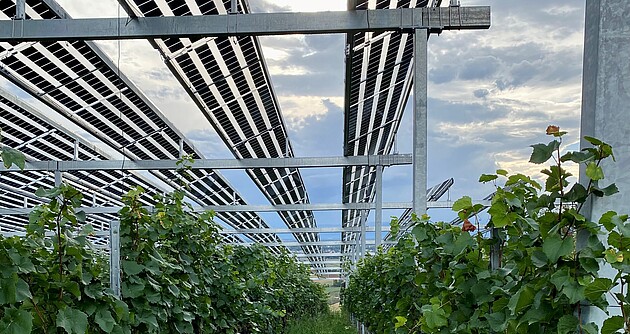 Unten Reben, oben Solarenergie: Agri-PV-Anlage in Ihringen am Kaiserstuhl.