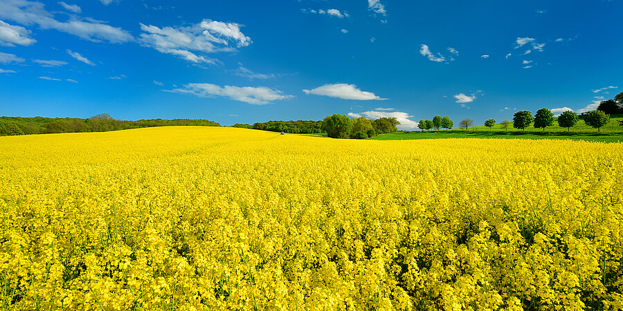 Ein gelb blühendes Feld