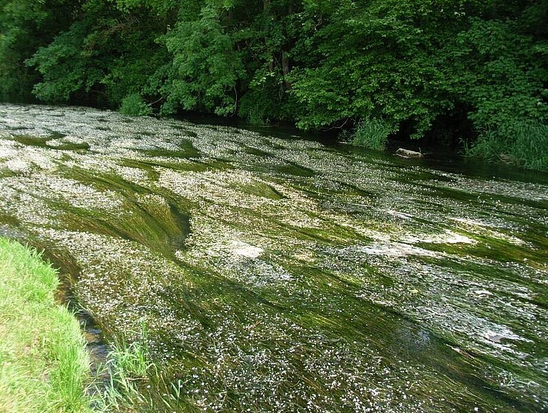 Die Donau bei Pfohren. Lebensraumtyp Fließgewässer mit flutender Wasservegetation