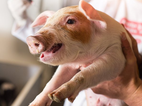 Ein mann im Hintergrund hält ein Ferkel hoch und hat eine Spritze in der Hand.
