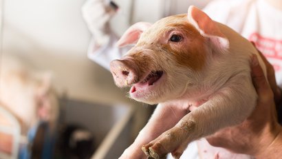 Ein mann im Hintergrund hält ein Ferkel hoch und hat eine Spritze in der Hand.
