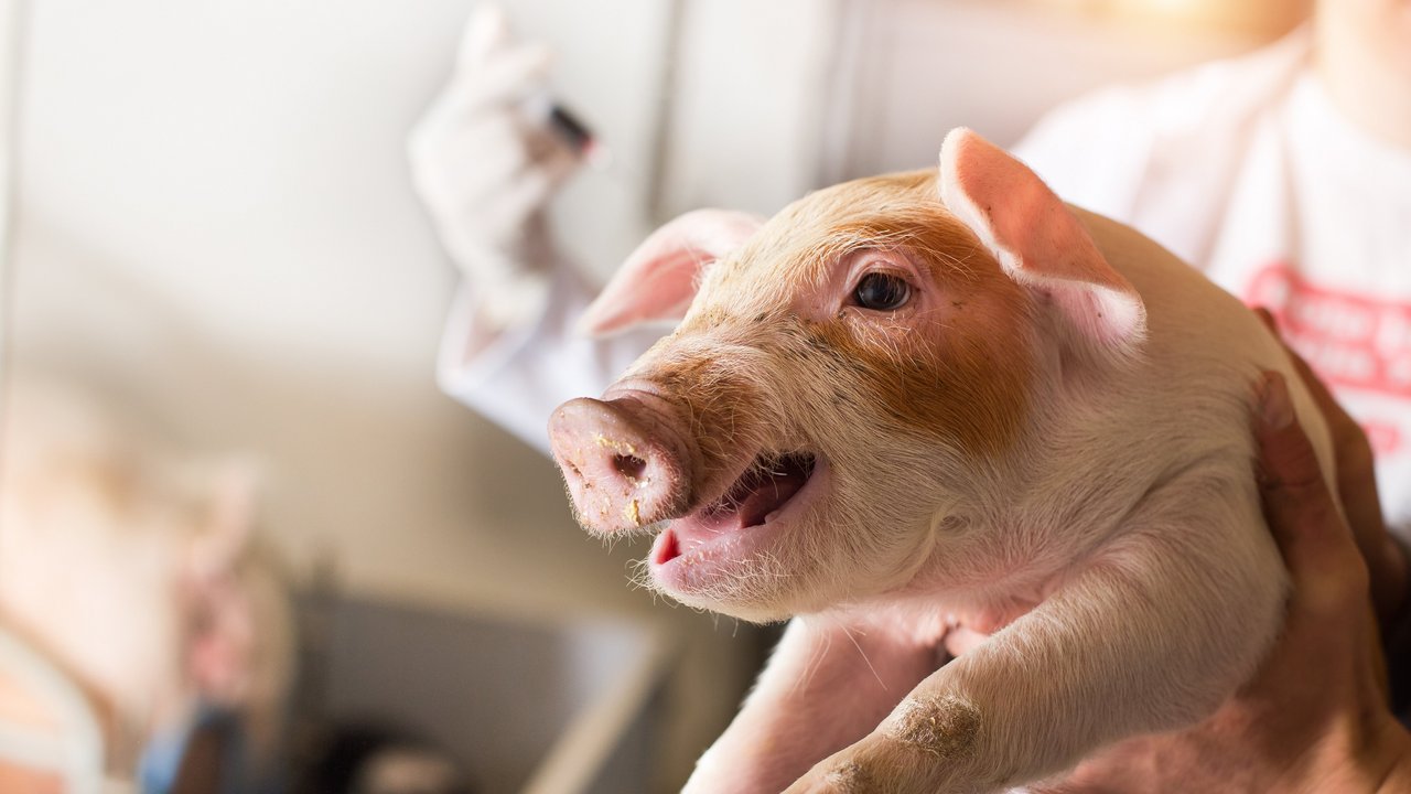Ein mann im Hintergrund hält ein Ferkel hoch und hat eine Spritze in der Hand.
