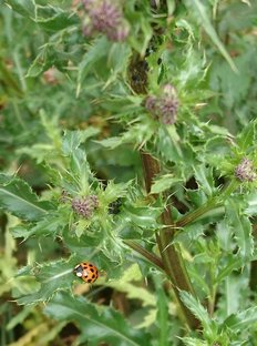 Asiatischer Marienkäfer auf einer Ackerkratzdistel
