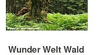 Lernbuffet "Wunder Welt Wald" - Flyer-Vorderseite
