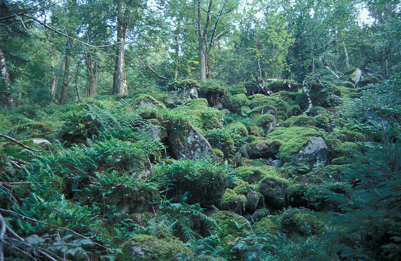 Blockhalde im Naturschutzgebiet "Felsenmeer"