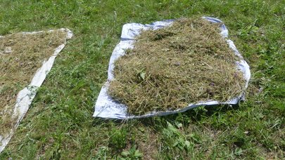 Samenmaterial auf weißem Leintuch 