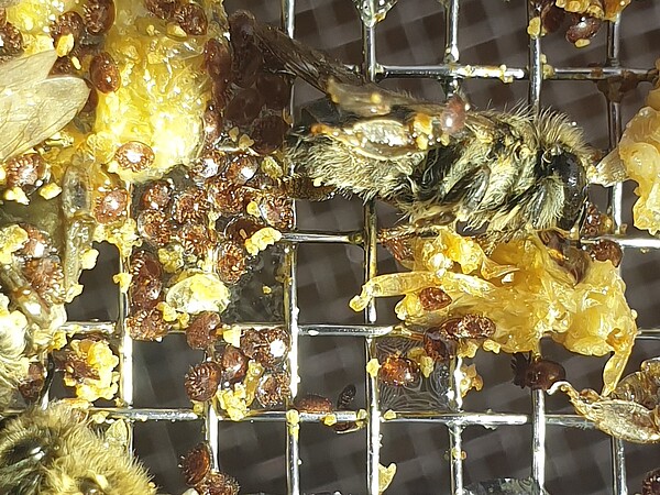 Milben-Invasion "hoch3" - etliche Varroamilden begallen Waben