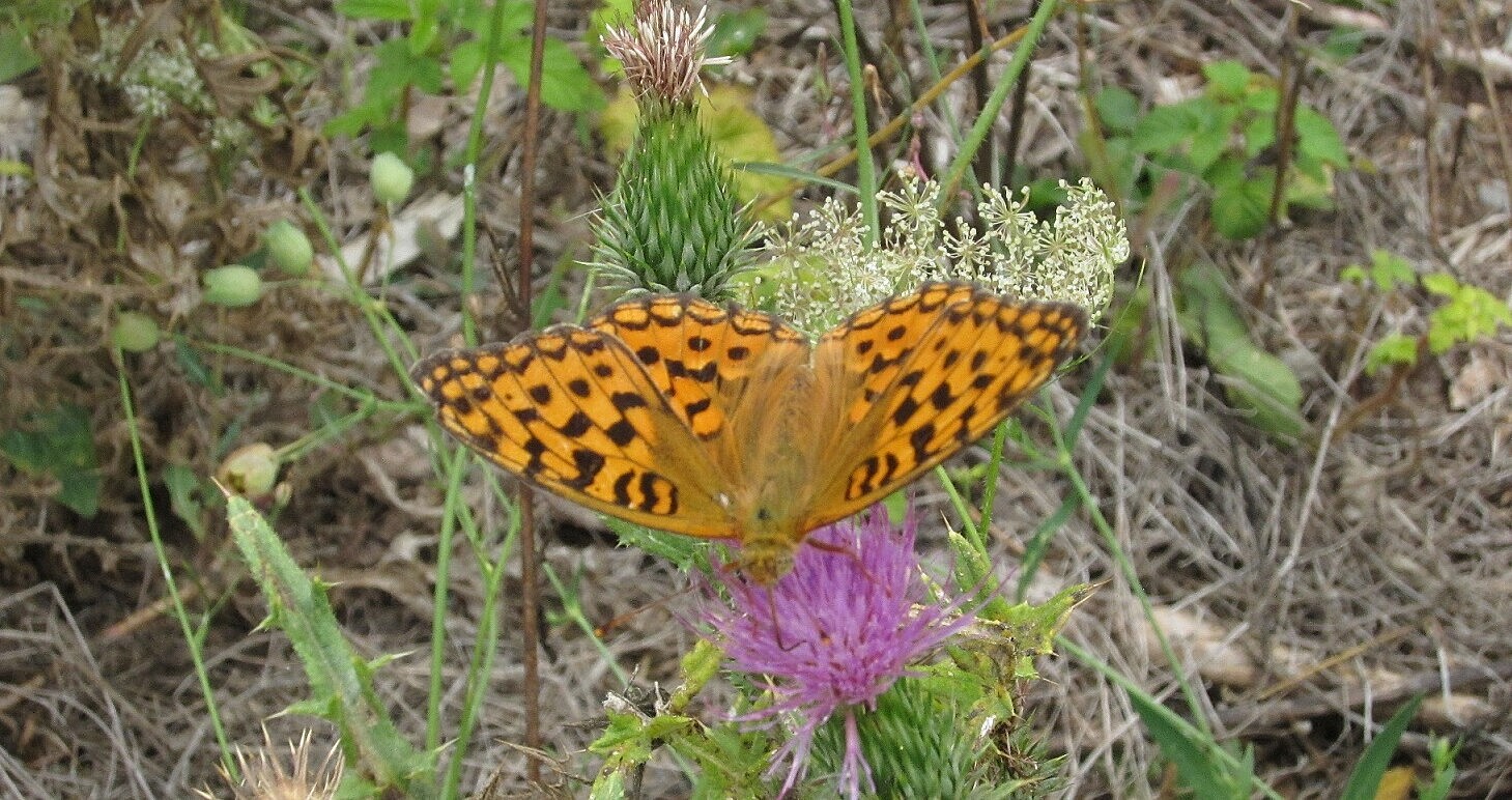 Schmetterling auf einer Distel