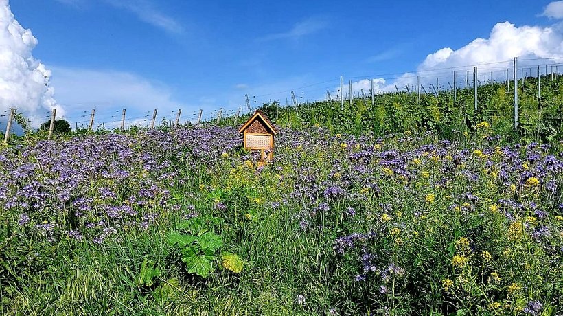 Auf einem Weinberg wird eine ungenutzte Rest-Eckfläche mit buntblühenden Pflanzen überzogen.