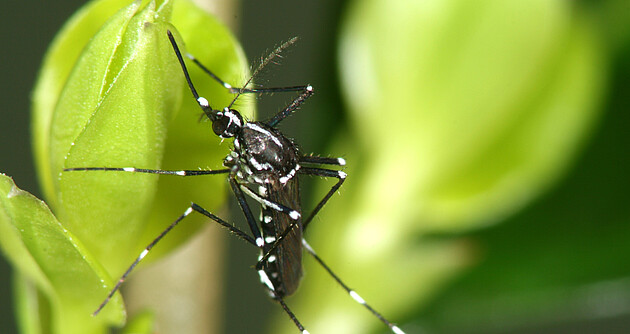 Bild zeigt Weibchen der Asiatischen Tigermücke (Aedes albopictus)
